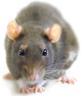 Yo odio a los ratas, los detesto