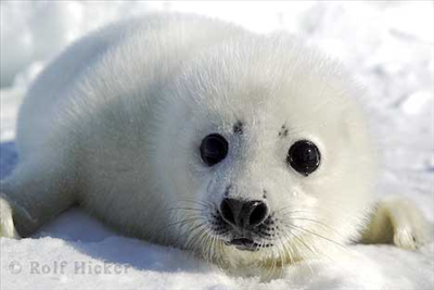 Cute Animal 1
