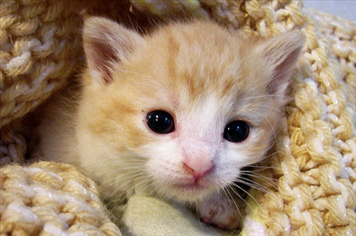 Cute Animal 2