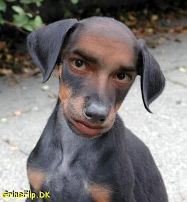 dogman :D