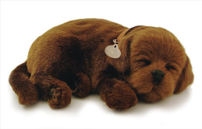 chocolate lab puppies