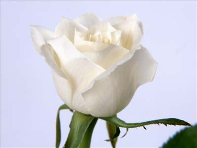 White Rose