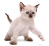 Kedi