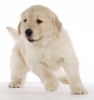 Köpek