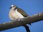 A Violet  Dove