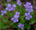 Violets