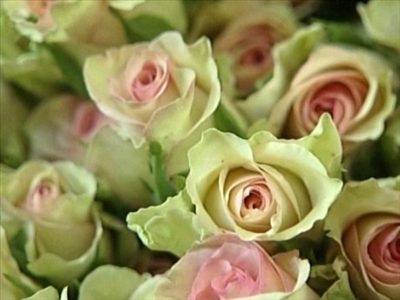 tozpembe-gul-