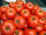 Jersey Tomatos