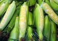 Jersey Sweet Corn
