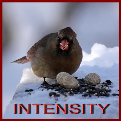 INTENSITY