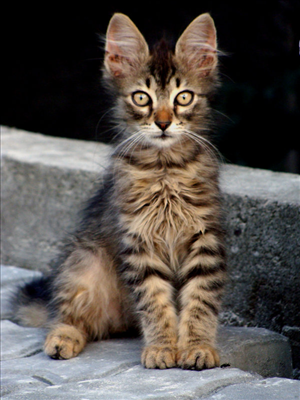 Cat 14