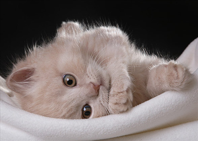 Cat 21