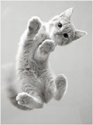 Cat 1
