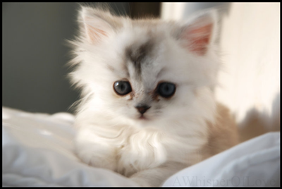 Cat 17