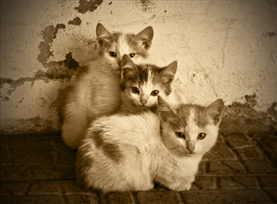 Cat 13