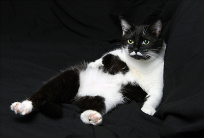 Cat 12