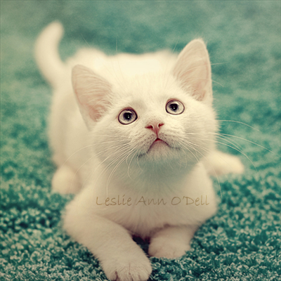 Cat 6