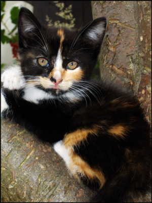 Cat 18
