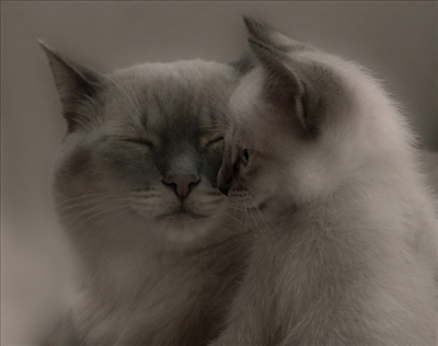 Cat 9