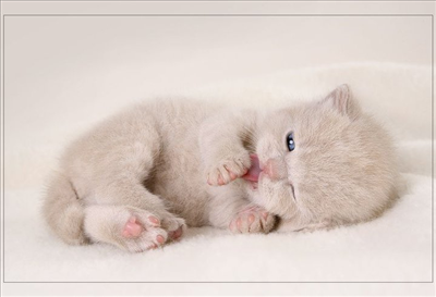 Cat 8