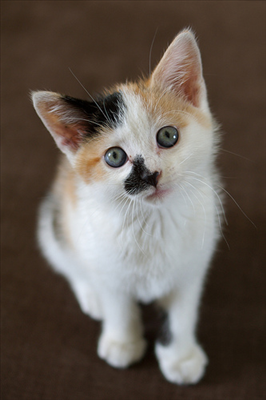 Cat 20