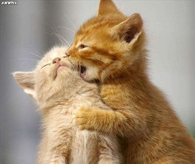 Cat 3