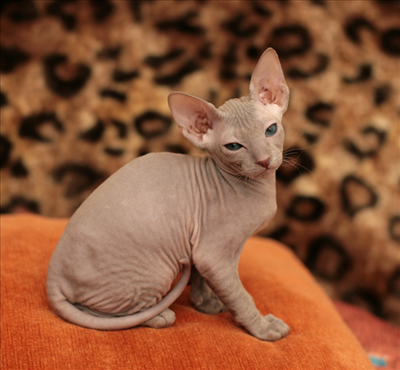 Cat 19