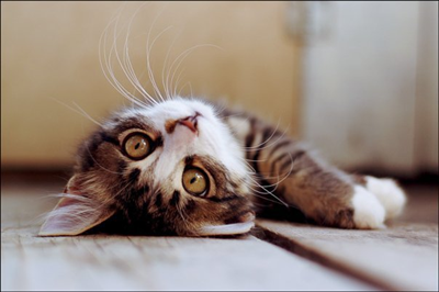 Cat 7
