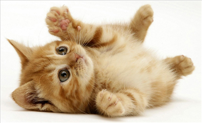 Cat 11