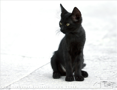Cat 29