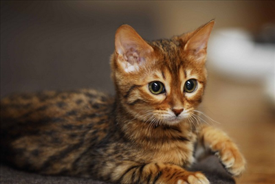 Cat 5