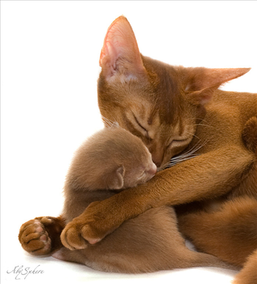 Cat 10
