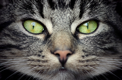 Cat 2