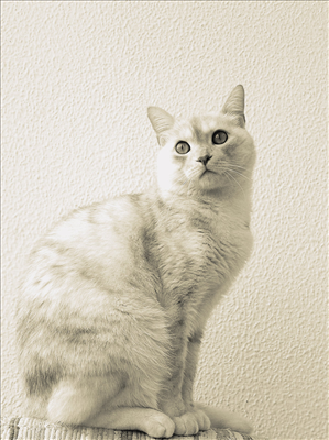 Cat 15