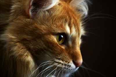 Cat 4