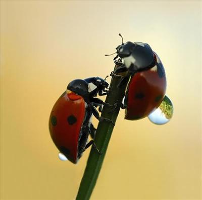 Love Coccinelle