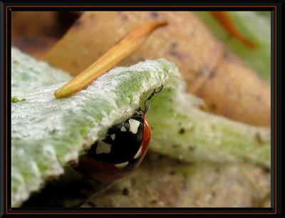 Hello Coccinelle