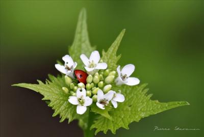 Hediye Coccinelle