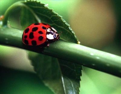 Gelin Bôcegi Coccinelle