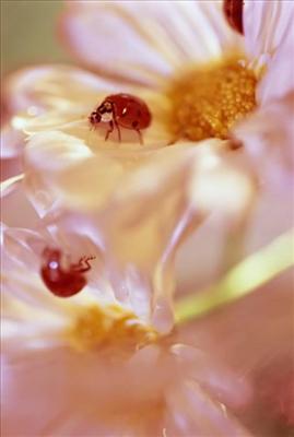 Dost Coccinelle