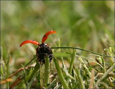 Ayrilik Coccinelle