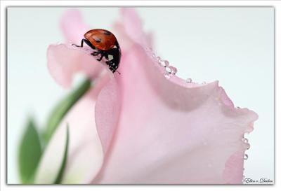 Sevgi Coccinelle