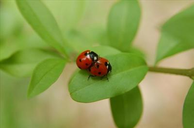 Tutku Coccinelle