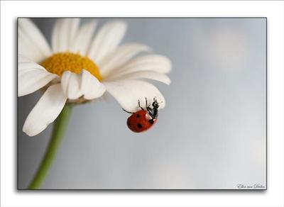 Masumuyet Coccinelle