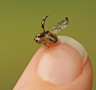Lucky Coccinelle