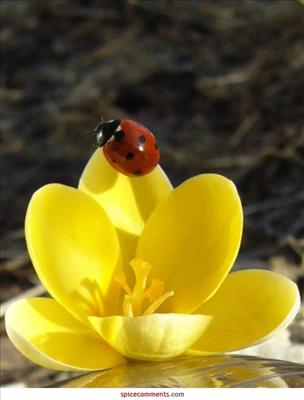 Holiday Coccinelle