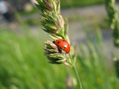 Bugday Cccinelle