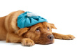 A lovely Pet