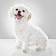 A lovely Pet