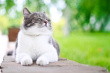 A lovely Pet